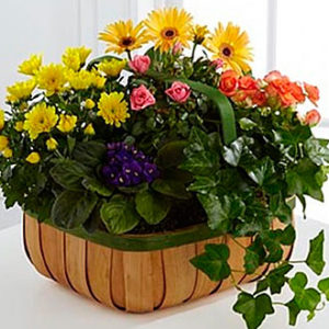 Gentle Blossoms Basket