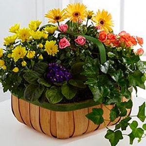 Gentle Blossoms Basket