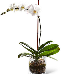 FTD White Orchid Planter