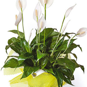 Seasonal Plant