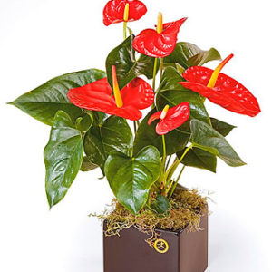 Seasonal Plants Flowering
