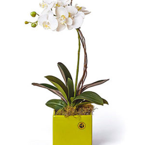 Phalaenopsis Plant