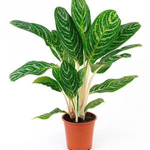 Single Plant