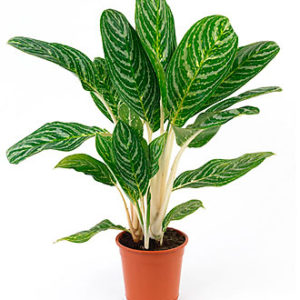 Single Plant