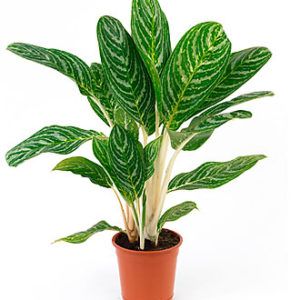Single Plant