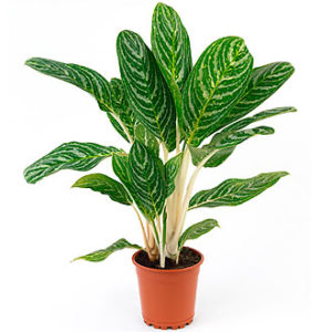 Single Plant