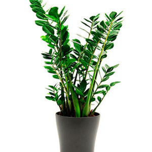 Zamioculcas Plant