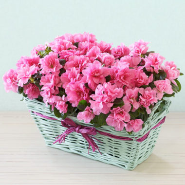 Pianta di Azalea in cesto