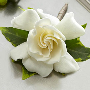 Gardenia Boutonniere