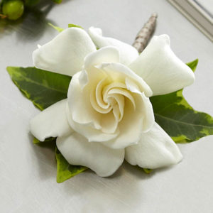 Boutonniere Gardenia