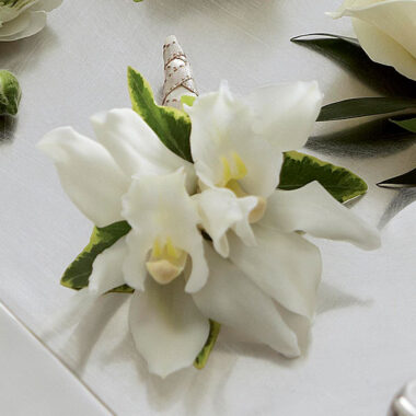 Cymbidium Blanco