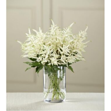 Astilbe Blanco