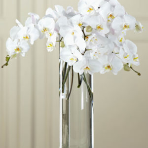 Phalaenopsis Blanca
