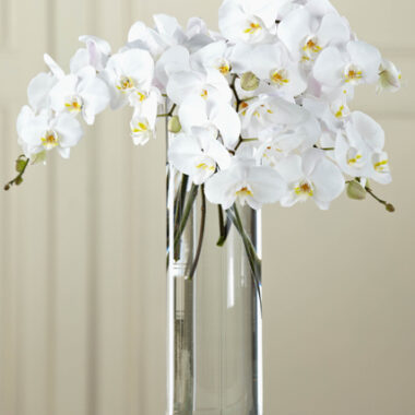 Phalaenopsis Blanca