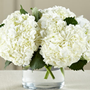 Hortensia Blanca