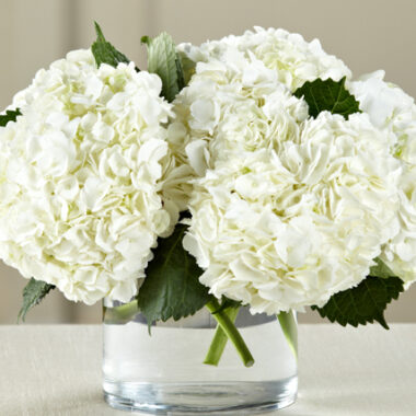 Hortensia Blanca