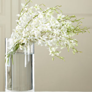 Dendrobium Blanco