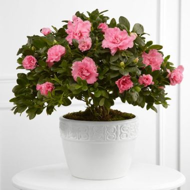 Vibrant Sympathy Planter