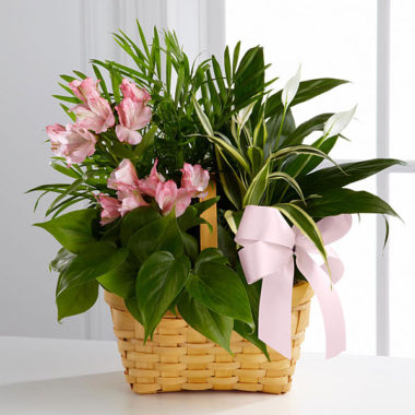 plant