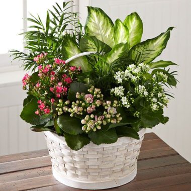 Rural Beauty Dishgarden
