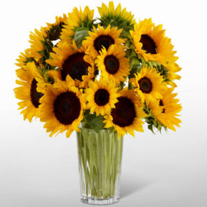 Girasoles