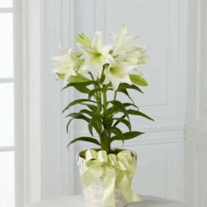 Planta de Lilie