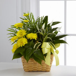 Plantas y Macetas