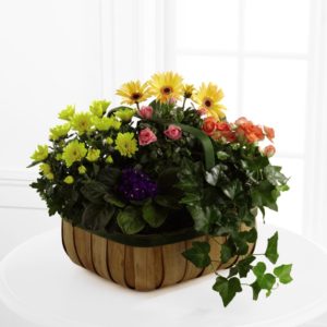Flores de Consuelo