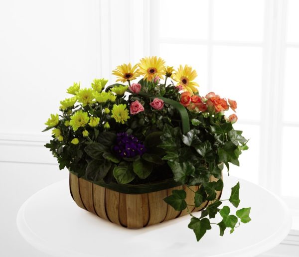 Flores de Consuelo