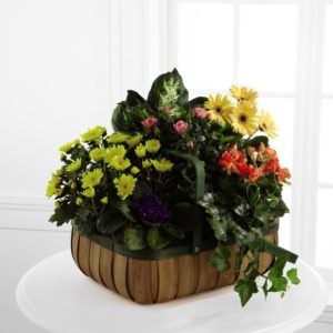 Flores de Consuelo - Deluxe