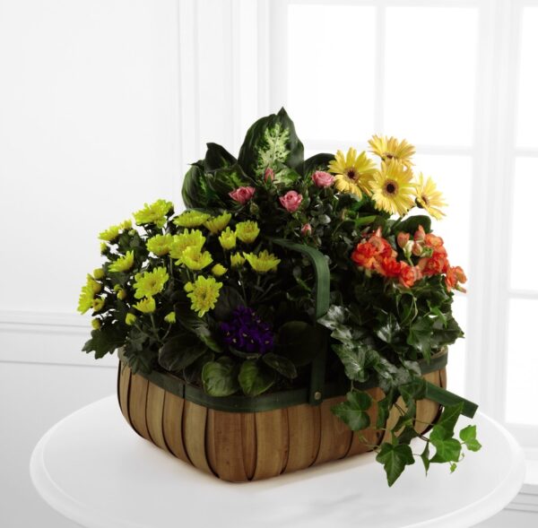 Flores de Consuelo - Deluxe