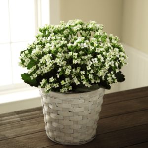 Kalanchoe Blanco