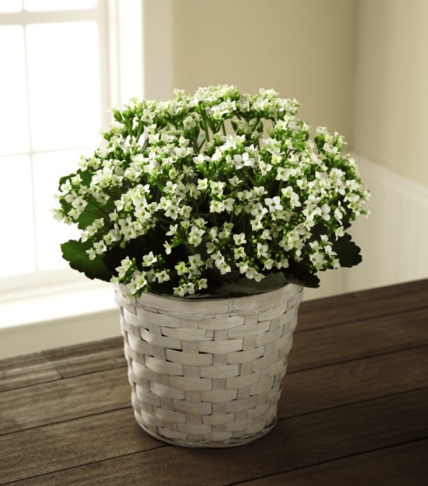 Kalanchoe Blanco