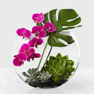 Orquídea Oriental