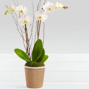 Orquídea Yute