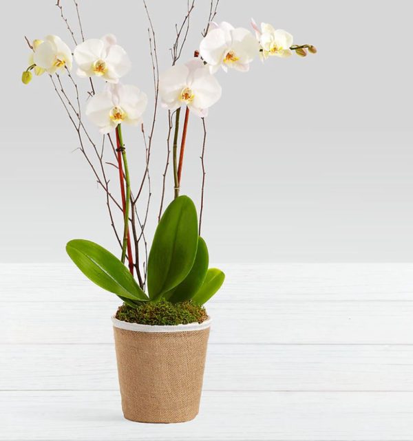 Orquídea Yute