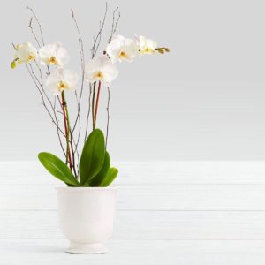 Orquídea Base Blanca