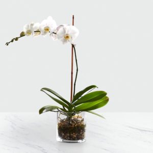 Phalaenopsis Raiz