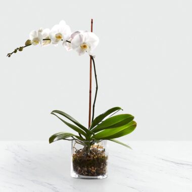 Phalaenopsis Raiz