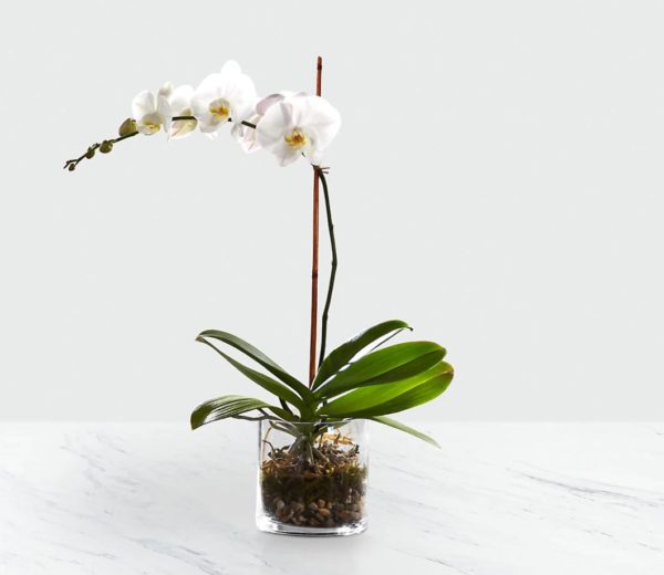 Phalaenopsis Raiz