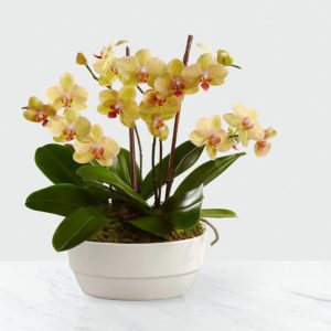 Jardín de Orquídeas