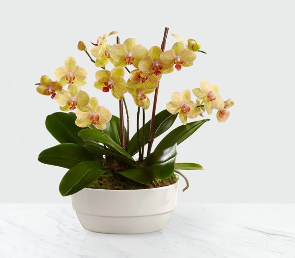 Jardín de Orquídeas