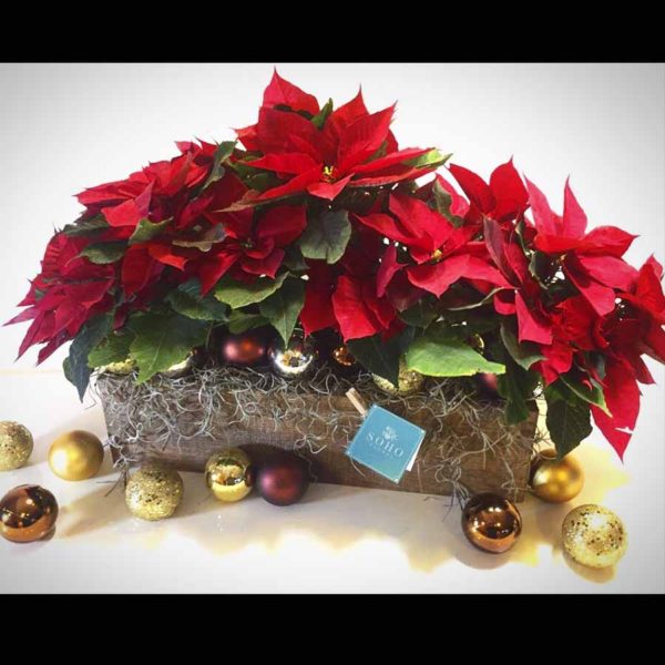 Jardín Navideño