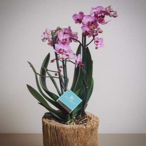 Mini Blossom