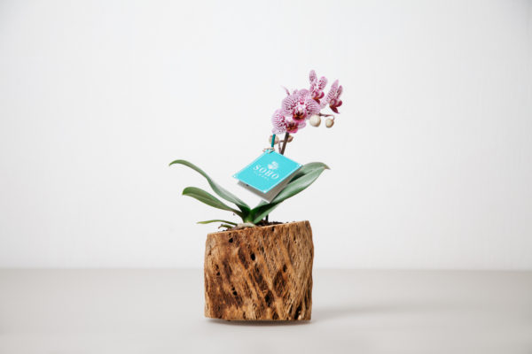 Mini Blossom - Image 4