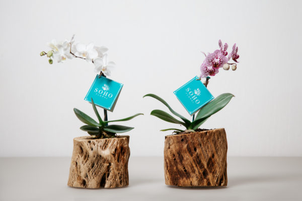 Mini Blossom - Image 3