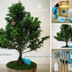 Bonsai Cedro Japonés Premium y Herramientas de Cuidado