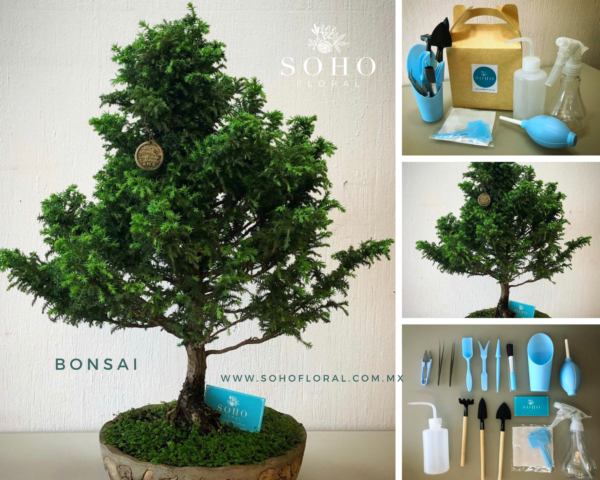 Bonsai Cedro Japonés Premium y Herramientas de Cuidado