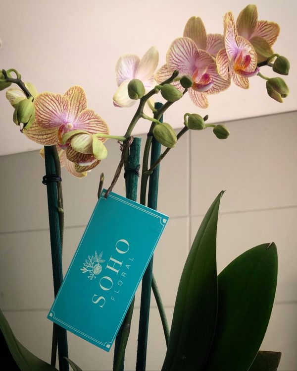 Orquídea Base Blanca Ovalo - Image 2