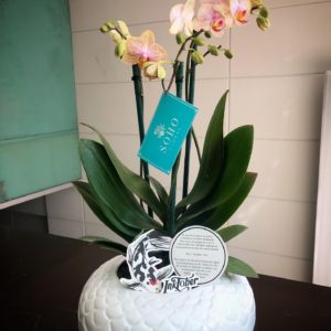 Orquídea Base Blanca Ovalo